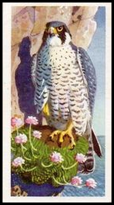 57BBBP 35 Peregrine Falcon.jpg